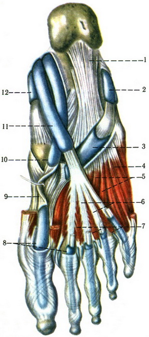 м'язи та синовіальні піхви підошовної поверхні стопи