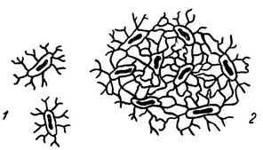 кісткові клітини і кісткова тканина