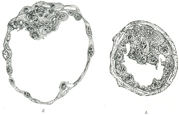 стадії бластодермического бульбашки