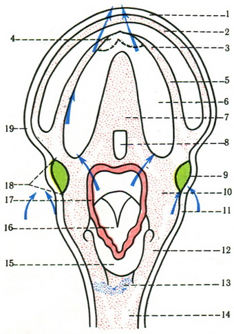 слинні порожнини у дітей