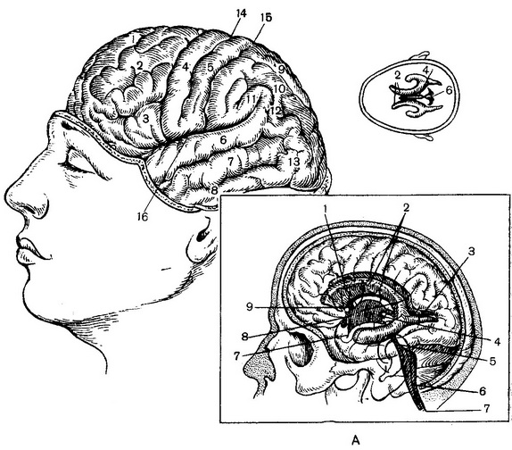 основні звивини і борозни головного мозку