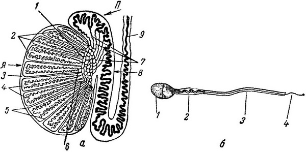 чоловіча статева залоза (схема будови)