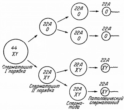 патологічний сперматогенез