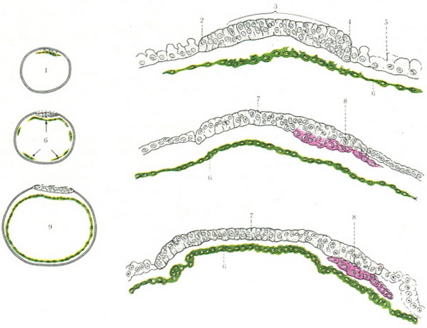 схема формування зародкових листків