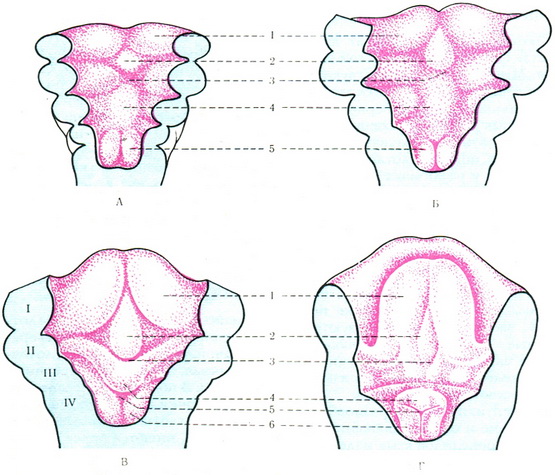схема чотирьох стадій розвитку мови