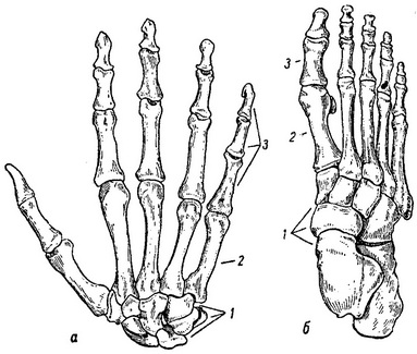 скелет кисті і стопи людини