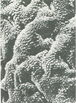 поверхня слизової оболонки шлунка