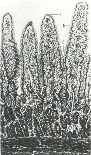 гістологічна будова ворсинок