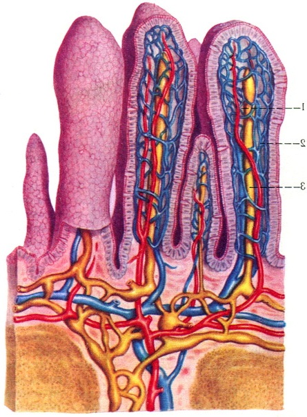 ворсинки клубової кишки схема