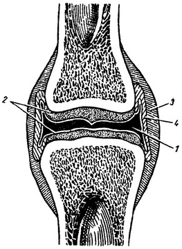 схема будови суглоба у розрізі