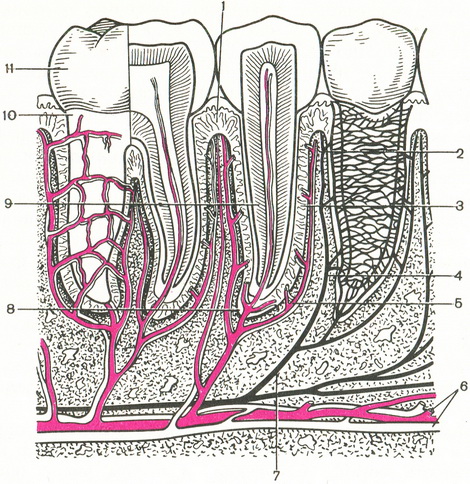 будова зубного органу