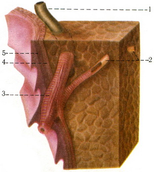 будова сфінктера загальної жовчної протоки і протоки підшлункової залози
