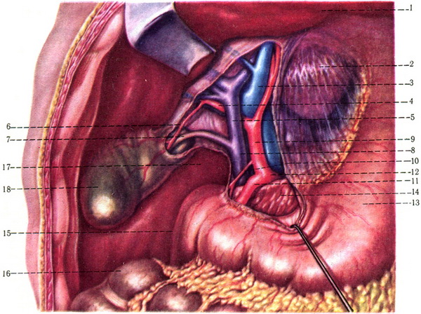 вміст печінково-дванадцятипалої зв'язки