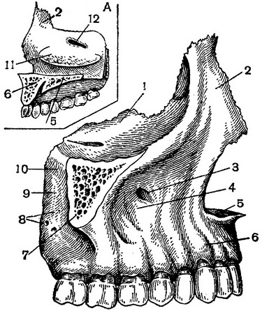 права верхня щелепа
