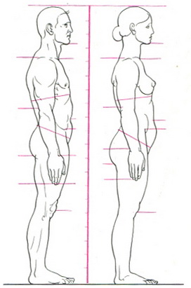 пропорції тіла