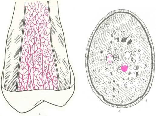 кровоносні судини і капіляри в пульпі зуба