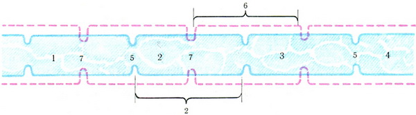 зміна сегментів тонкої кишки в процесі травлення схема