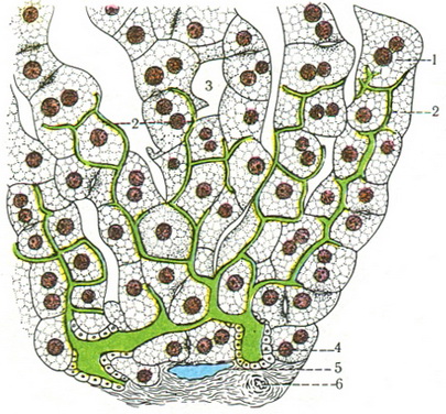 схема будови жовчних капілярів