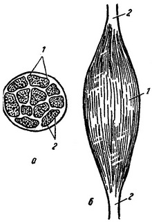 будова м'яза