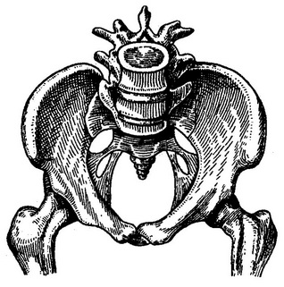 чоловічий таз