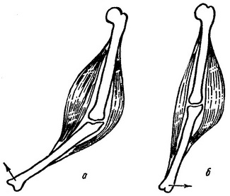 робота м'язів