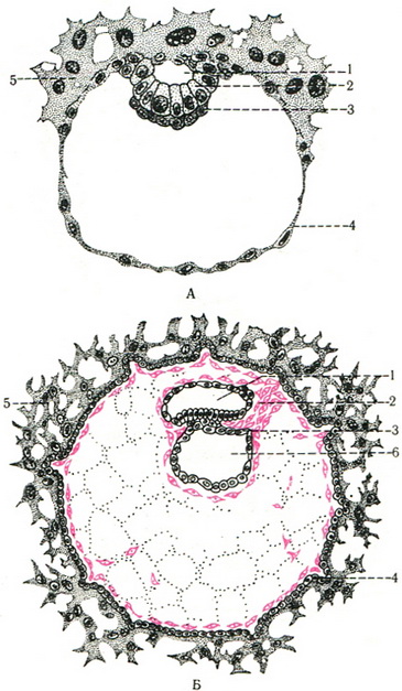 розвиток ембріона схема