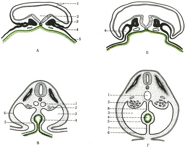 процес формування кишки ембріона схема