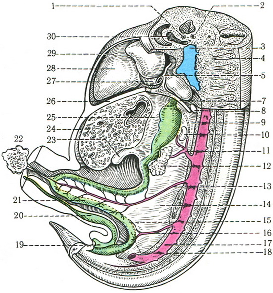латеральний розріз 6-тижневого ембріона