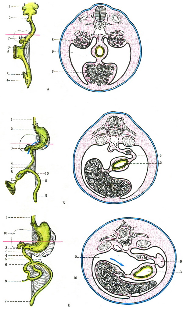 схема положення кишок і ставлення брыжеек в процесі розвитку