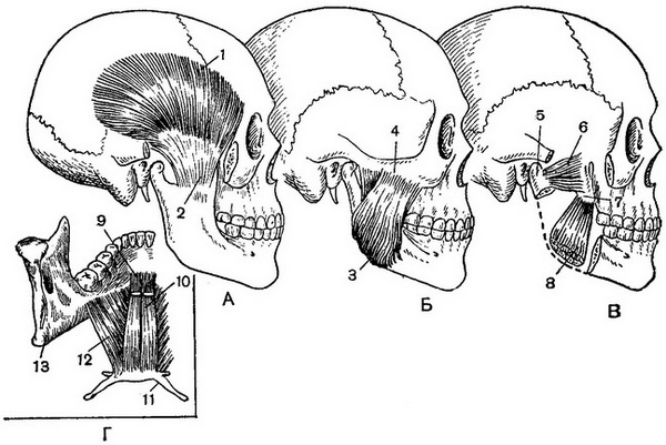 жувальні м'язи