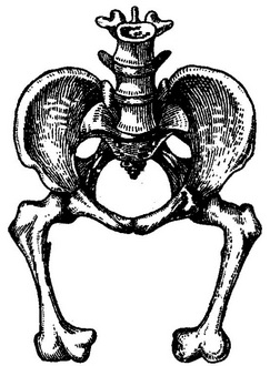 таз карлицы