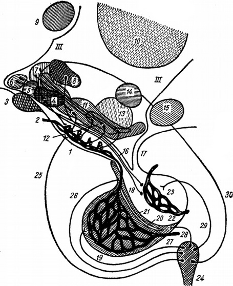 схема кровообігу гіпофіза