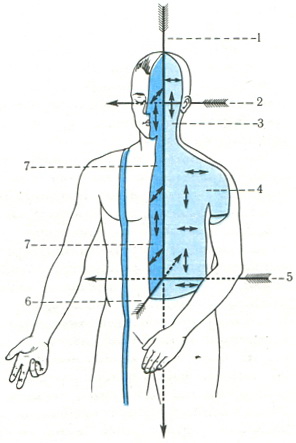 схема осей і площин у тілі людини