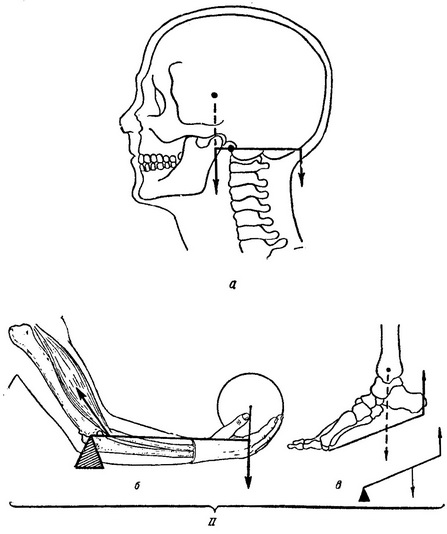 важелі людського тіла