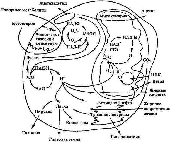 схема процесів окислення алкоголю в клітки печінки