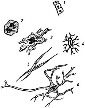 різні форми клітин людського організму