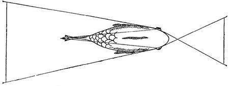 зорове поле риби