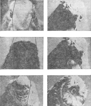 зорове поле різних тварин