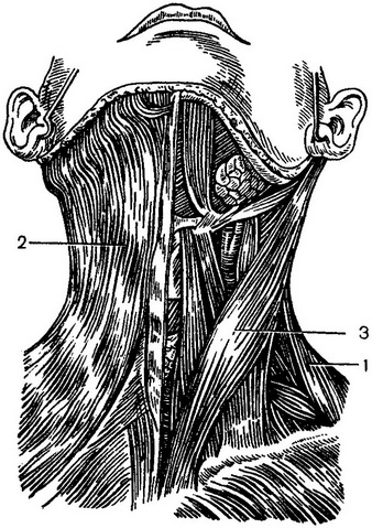 поверхневі м'язи шиї
