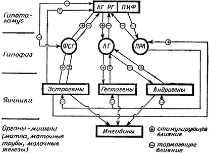 функціональні зв'язки в репродуктивній системі жінки