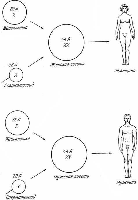визначення хромосомного підлоги