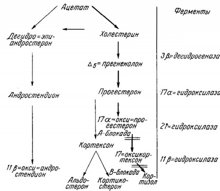 порушення біосинтезу стероїдів при гіперплазії кори надниркових залоз