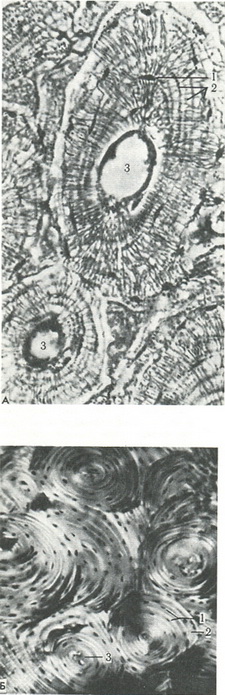 будова кісткової тканини