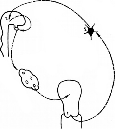 схема шийково-гіпоталамо-гіпофізарного рефлексу