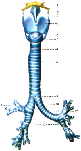 гортань трахея бронхи