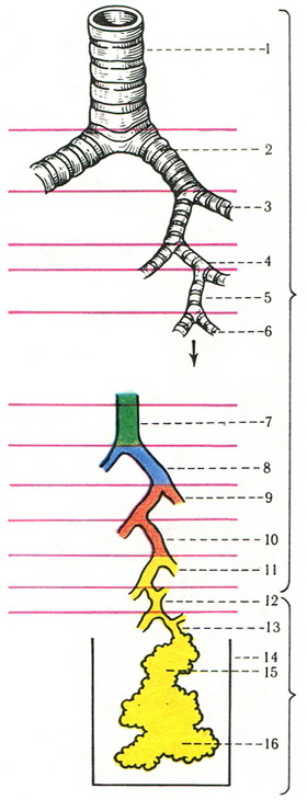 схема порядків покоління розгалуження бронхів у часточці легкого
