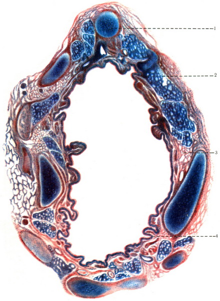поперечний зріз сегментарного бронха