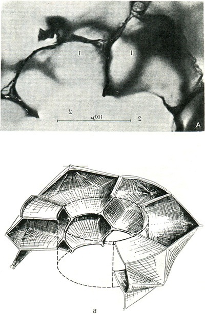 зріз легкого