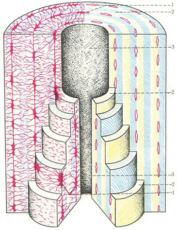 схема остеона