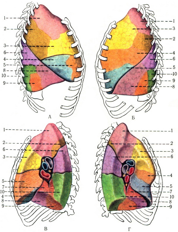 схематичне розташування сегментів легені